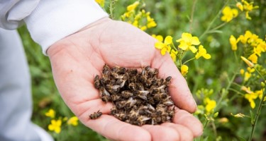 Рецепты похудения с помощью пчелиного подмора
