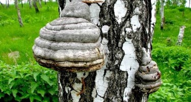 Как принимать гриб чагу для похудения?